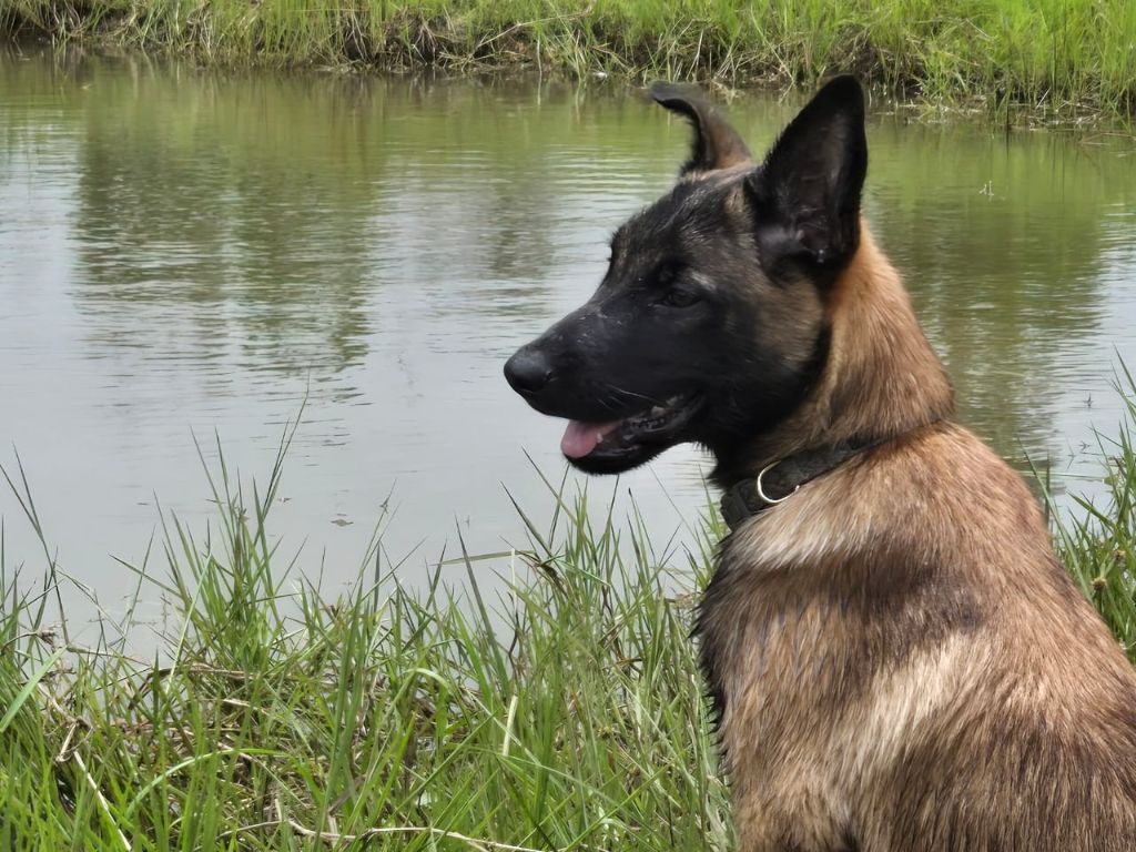 des korrigans de l'équinoxe - Chiots disponibles - Berger Belge