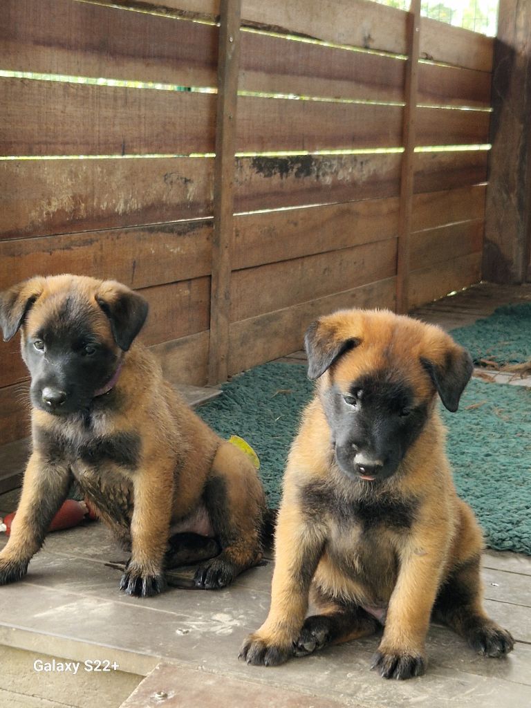 Chiot Berger Belge des korrigans de l'équinoxe